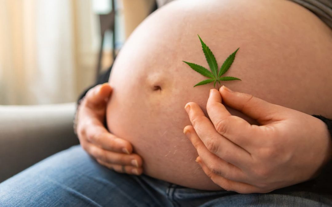 impact cannabis lait maternel